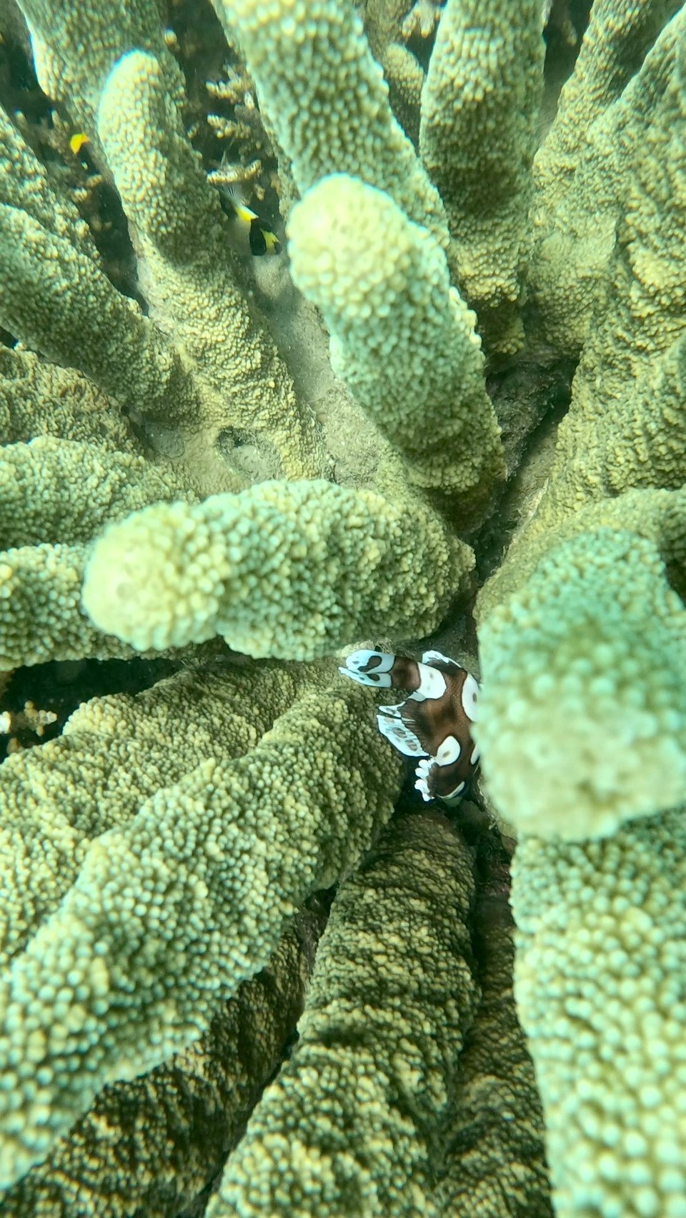 Indonesien - Kabupaten Lombok Barat - Dieser kleine Schönling fiel uns besonders ins Auge, ich muss mal googeln was das für einer ist.