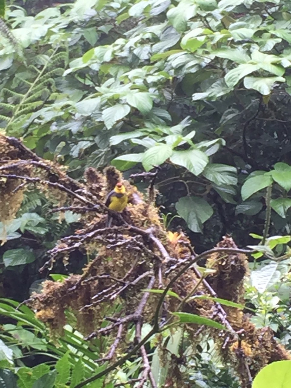 Costa Rica -  - 