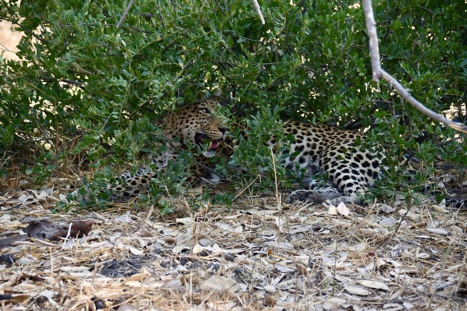 Botsuana -  - Darunter der Jäger, völlig fertig und satt.