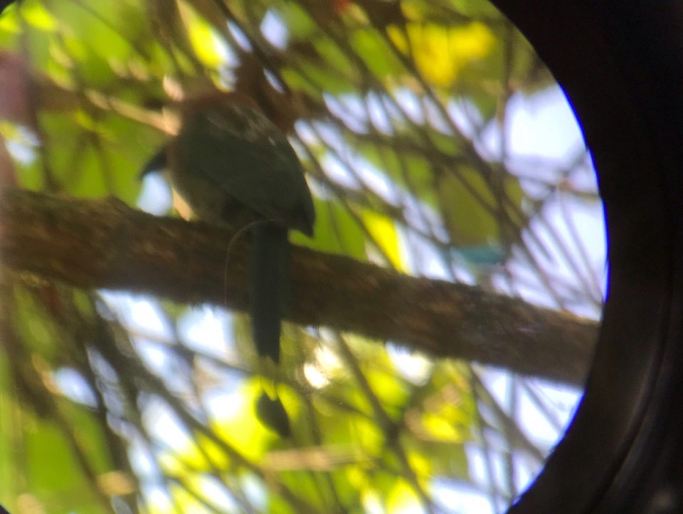 Costa Rica - Sarapiqui - 