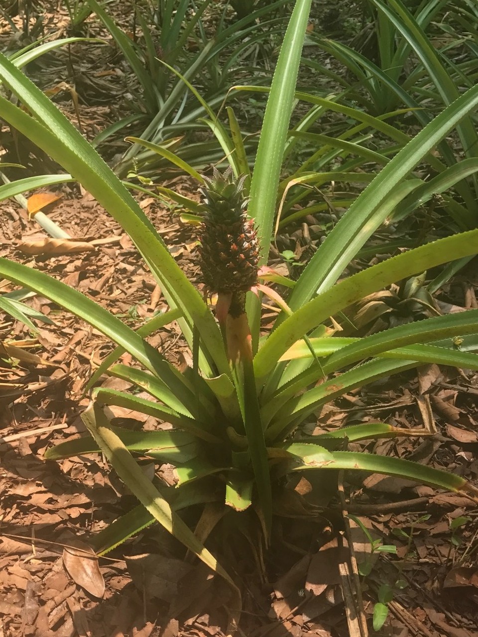Tansania - Stonetown - Ananas