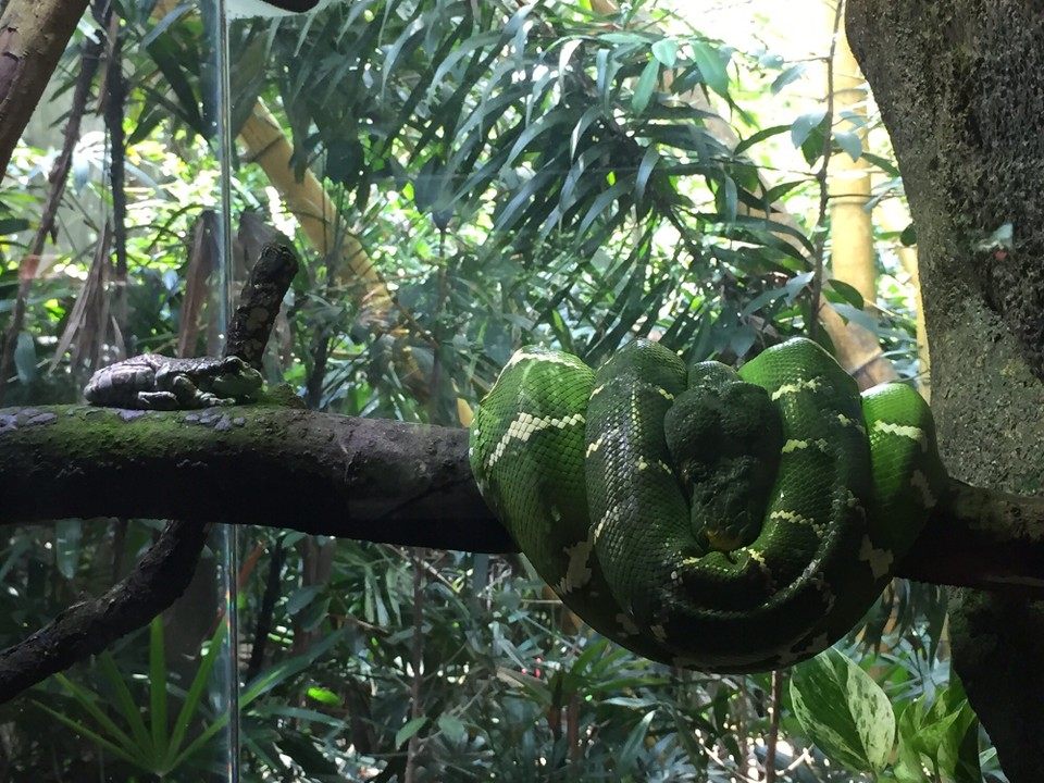 Singapur - Macpherson - Freunde?