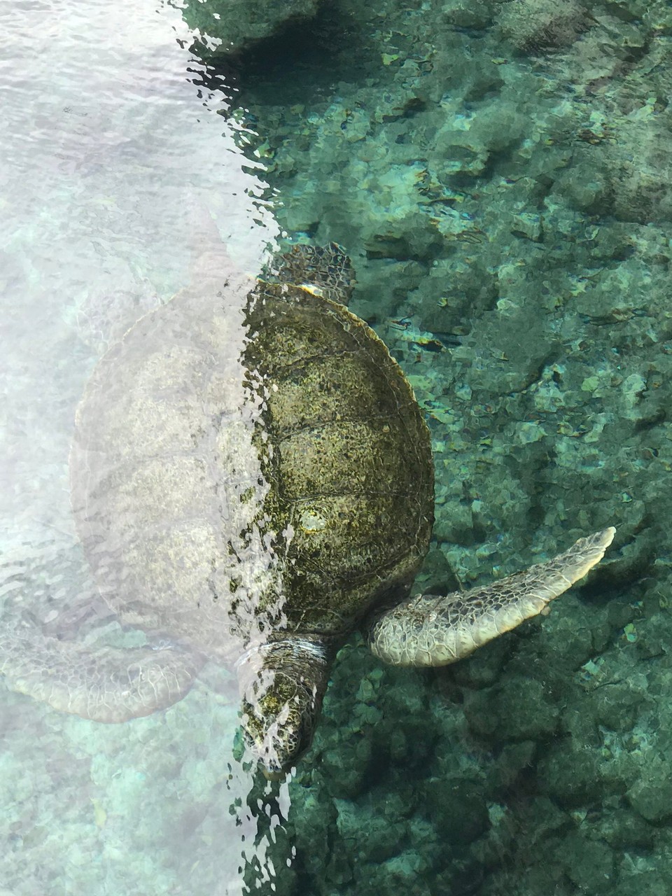 Mexiko - Solidaridad - Riesenschildkröte