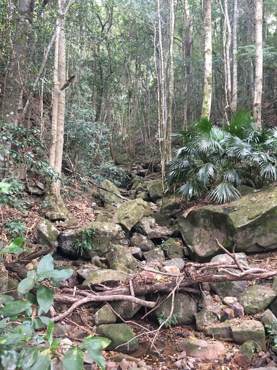 - Ausztrália, Jamberoo, Minnamurra Rainforest center - 