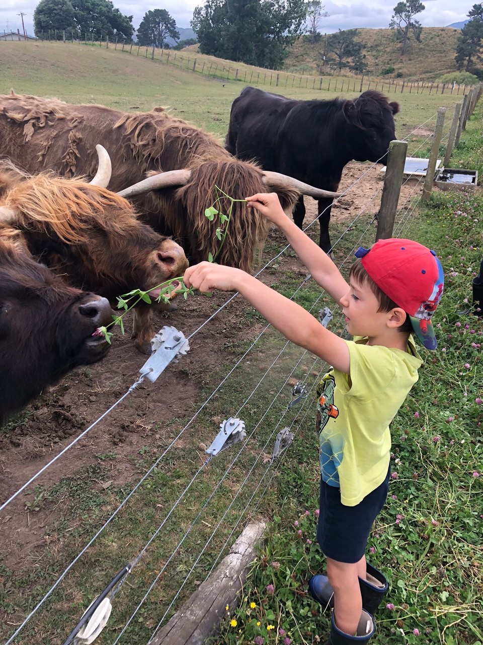 Neuseeland - Atiamuri - Wir füttern ein paar schottische Rinder. Das Kalb ganz links ist 4 Monate alt und heisst Teddybär. Der Stier ist der mit den ganz langen Haaren im Gesicht. Bei den schottischen Rindern ist übrigens wie es sich gehört die Kuh der Chef.