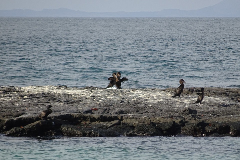 Ecuador - Fernandina Island - Flightless cormorants drying their "wings"