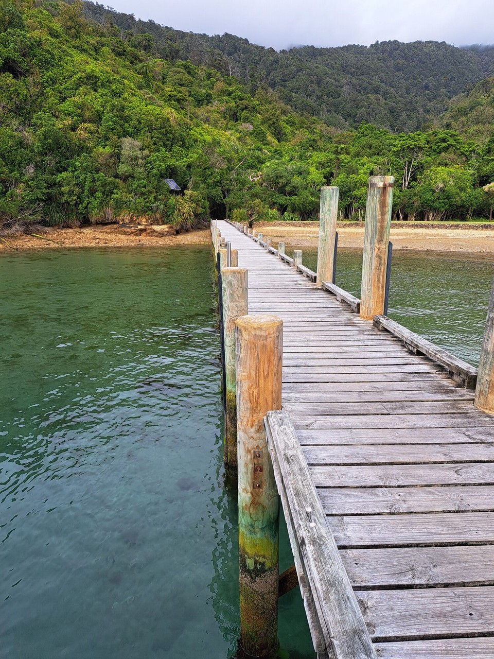 Neuseeland - Punga Cove - Ship Cove 