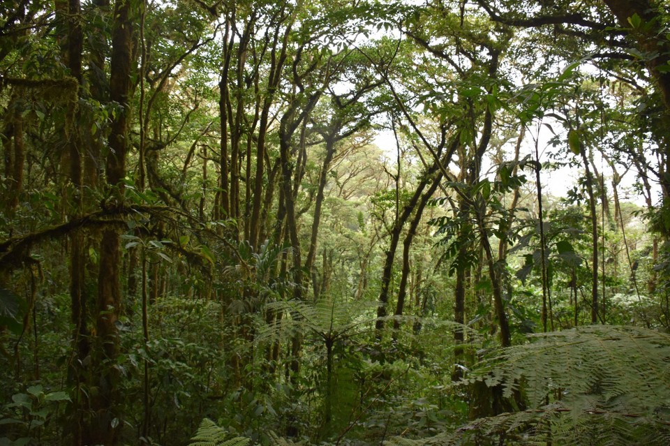 Costa Rica - Abangares - 