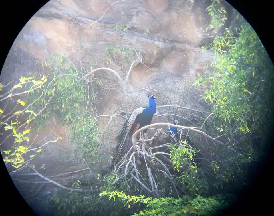 Lakshman Sagar -  - one of about 50 peacocks living in the area