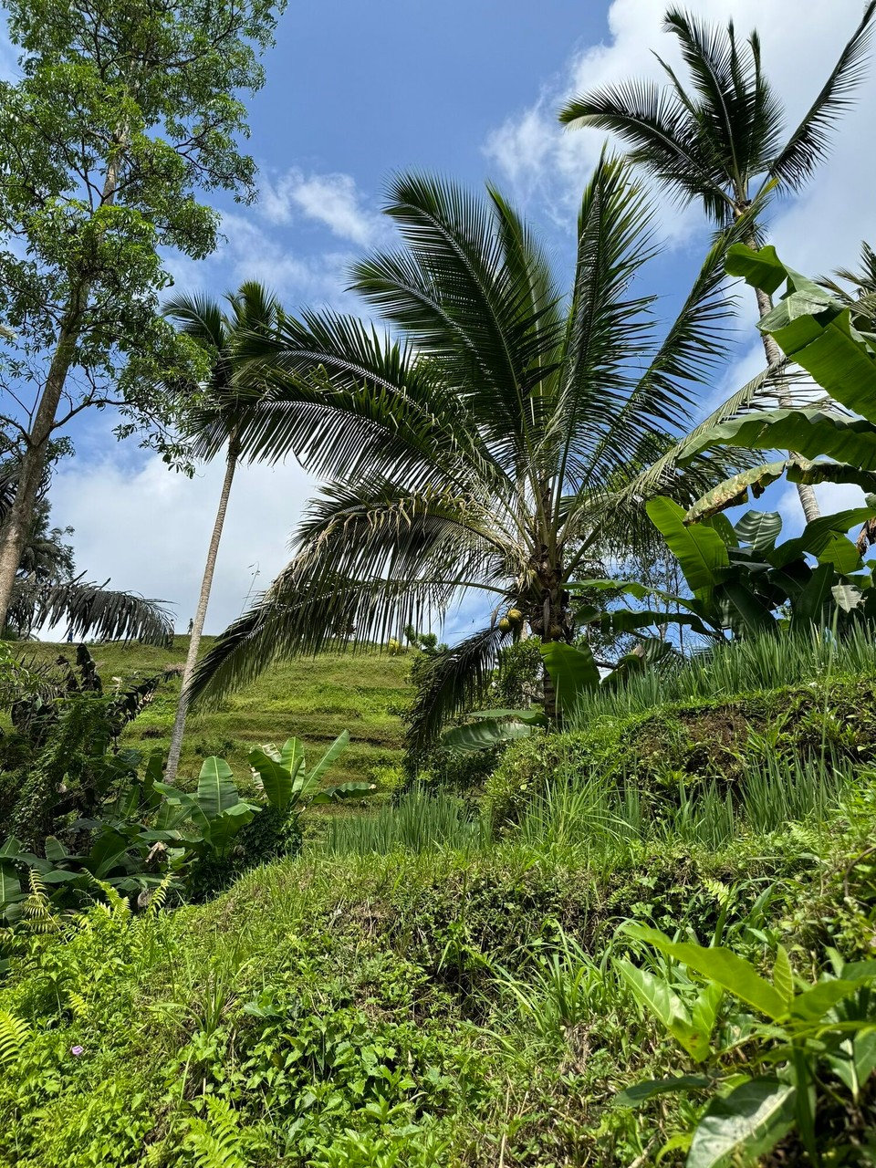 Indonesien - Gianyar - Wema zFötali gnau aluagt, gsehtma zwüscheta zwei underschta "Palmblätter" a Spinna.. dia isch uu mega gross...