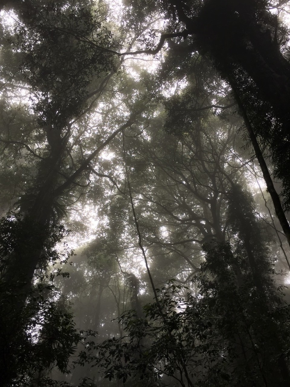  - Australia, Dorrigo Rainforest Centre - 