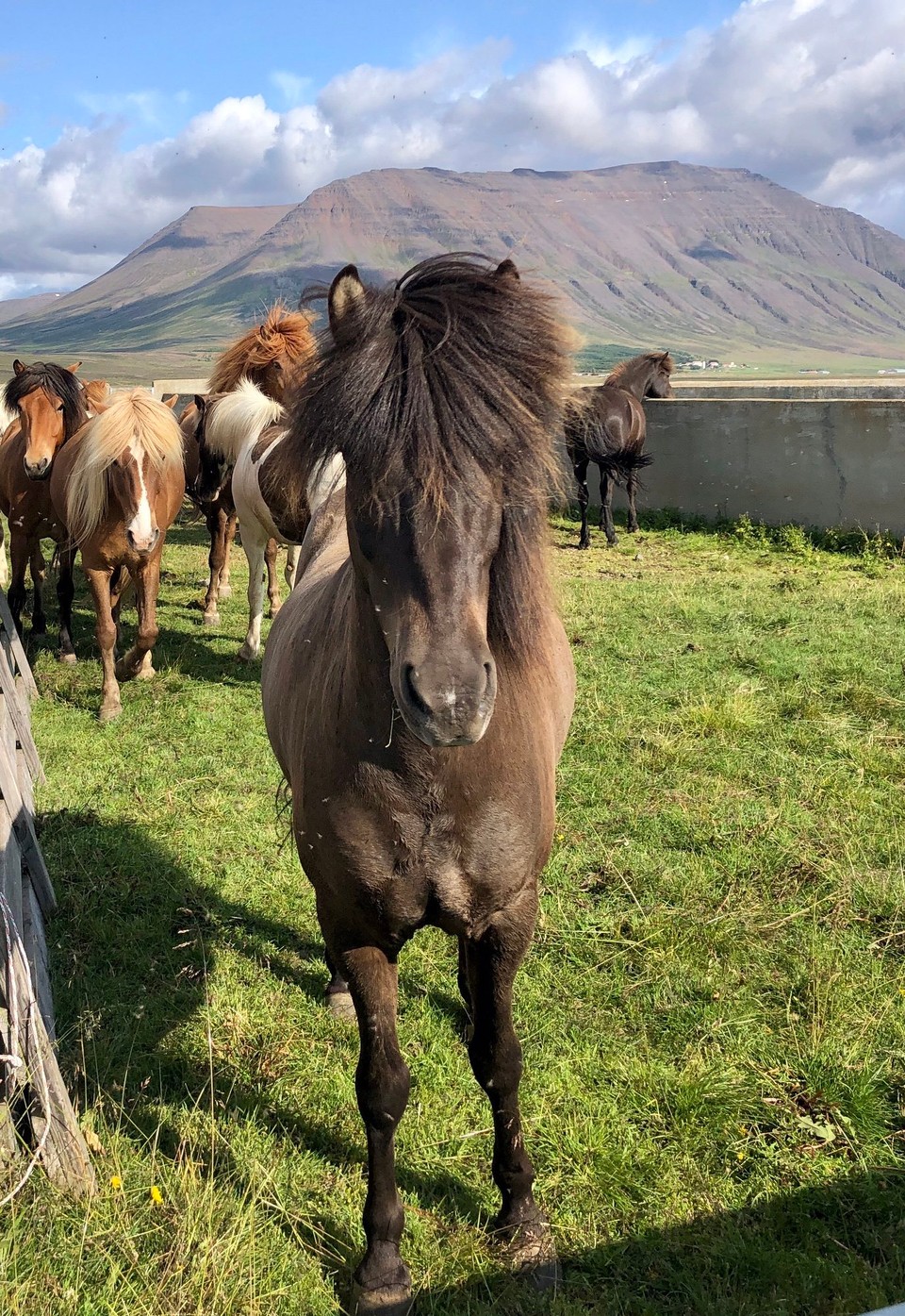 Island - Sveitarfélagið Skagafjörður - Es sind tatsächlich über 50 Tiere in der Herde gewesen... Zum Teil sehr hübsche Pferdchen...😍