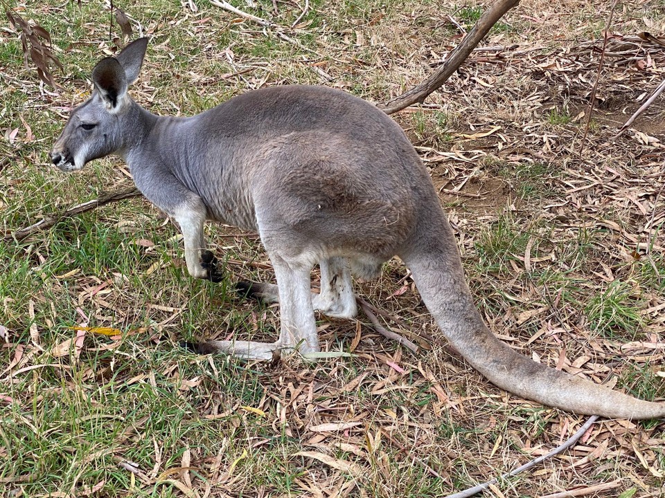 Australien - Mitchell Park - die Kangaroos sind zahm und kann man von Hand füttern
