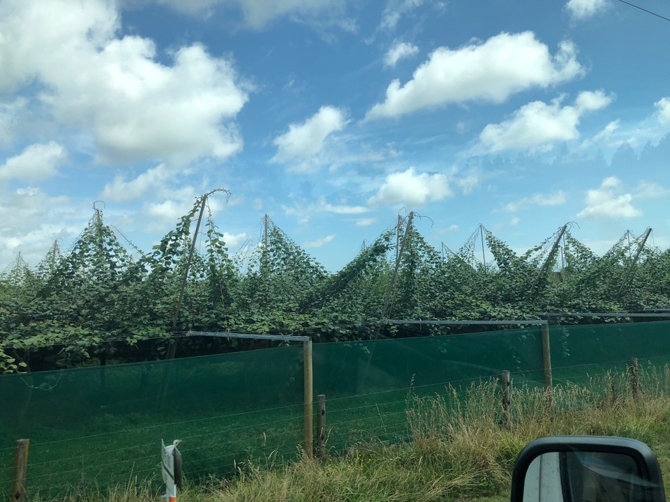 Neuseeland - Waihi Beach - Tauranga gilt als Kiwi-Hauptstadt 
