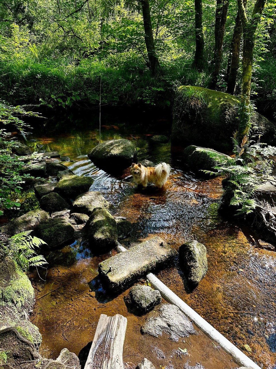 Frankreich - Huelgoat - 