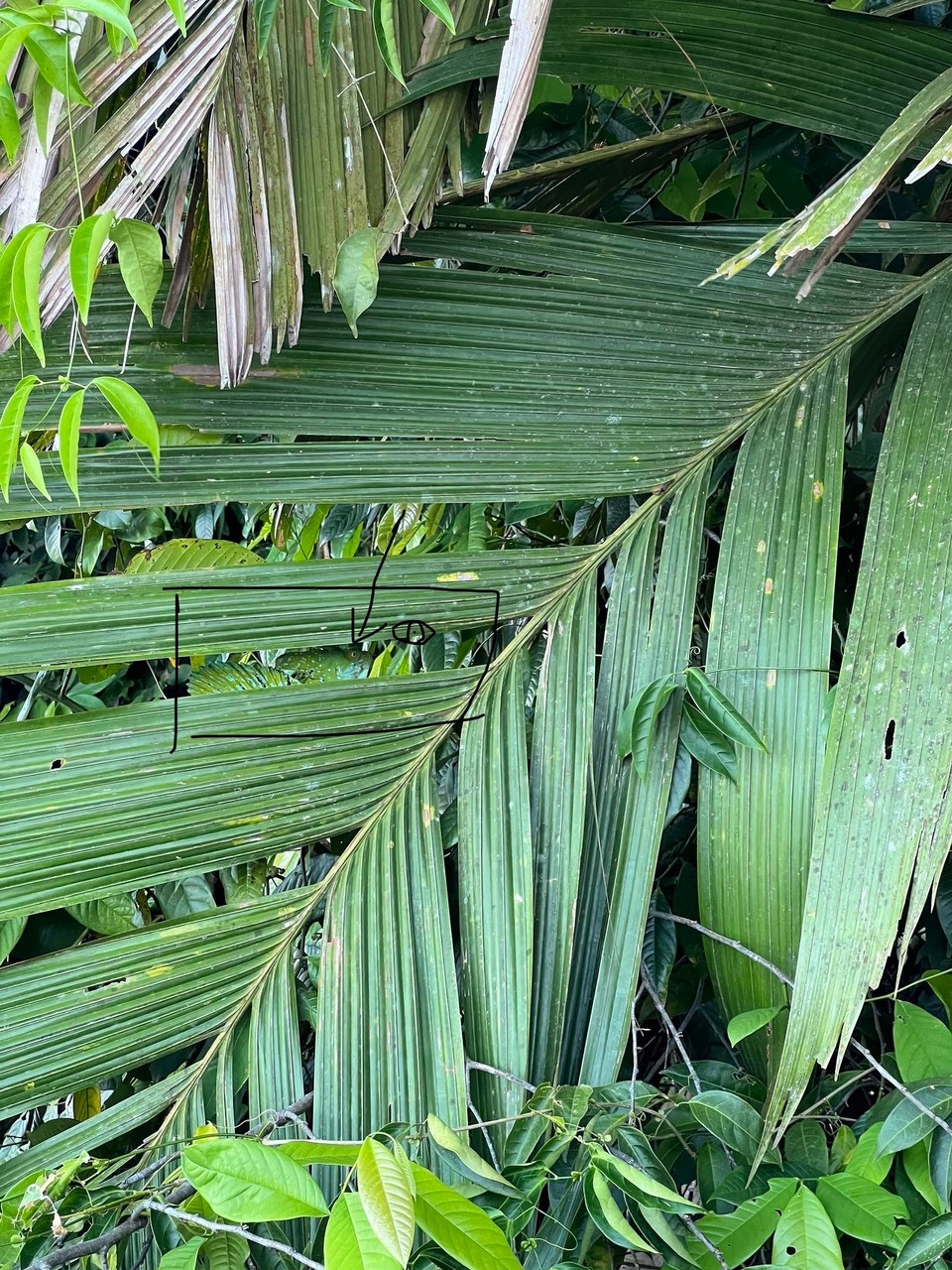 Costa Rica - Pococí - Auflösung (das Auge 👁️ ist recht gut zu erkennen - wenn man es weiß 😉)