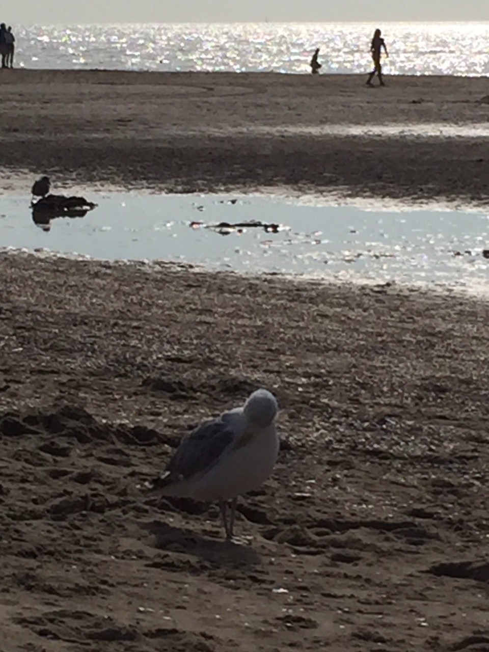 Niederlande - Katwijk - 