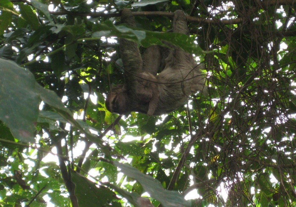 Costa Rica - Quepos - Ein faules Tier
