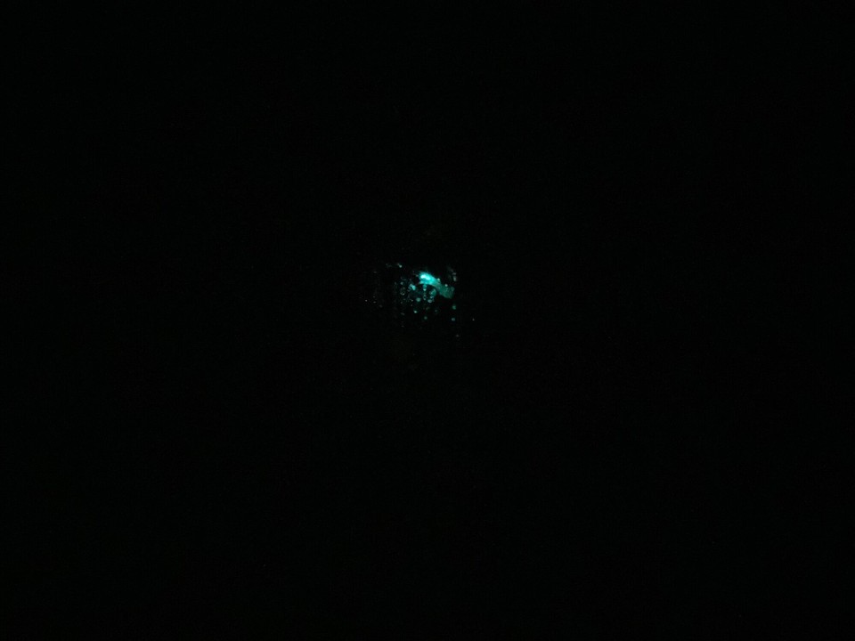 Neuseeland - Harihari - Kurzer Stopp noch in Harihari um nochmal Glühwürmchen zu schauen, diesmal kostenlos und ohne Bildverbot 🤪😎