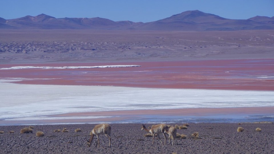 Chile - San Pedro de Atacama - Vicuñas werden nicht rosa 🤔