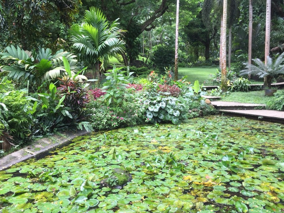 Fidschi -  - Orchideen Garten 