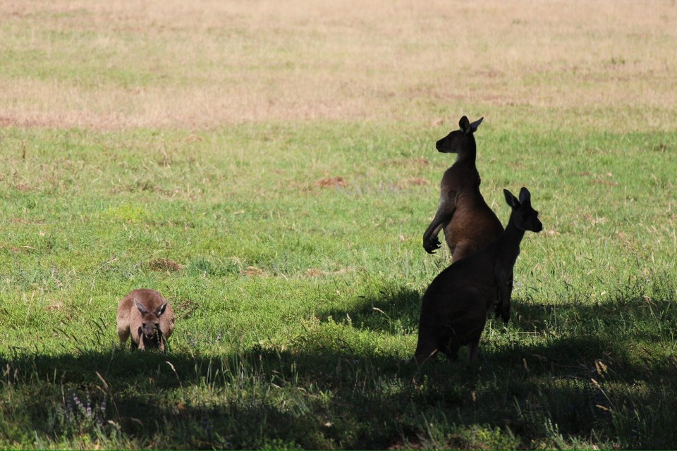 Australien - Margaret River - Auf dem Weg nach Margaret River haben wir dann wieder viel Kängurus gesehen.