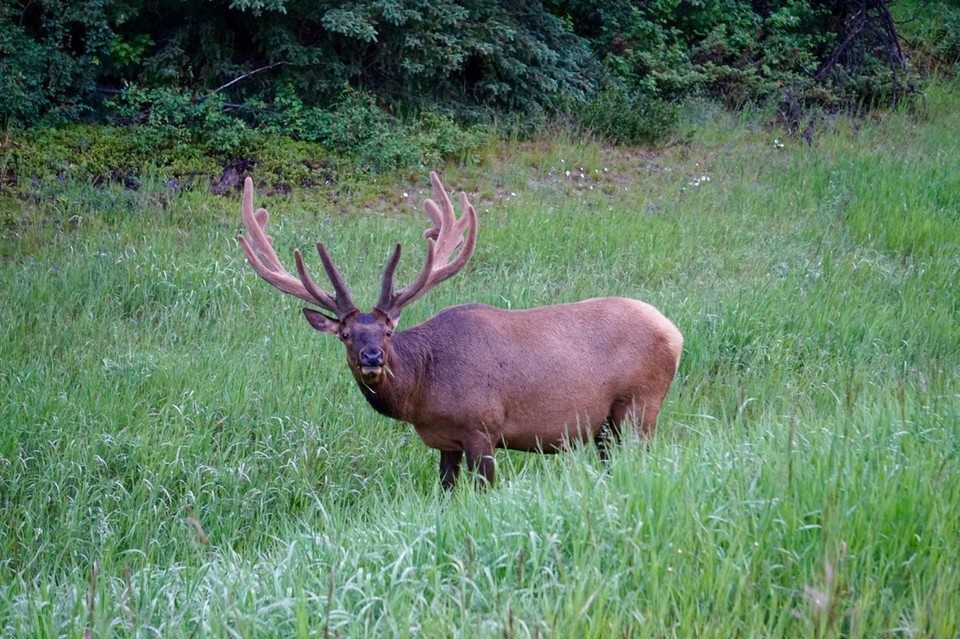 Kanada - Valemount - 