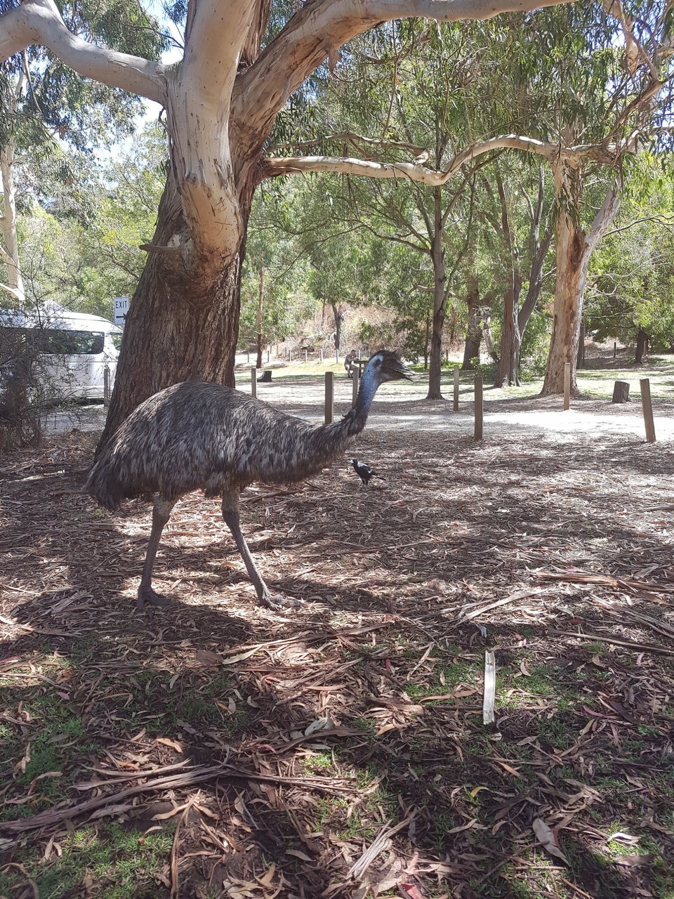 Australien - Halls Gap - Eric, der Emu