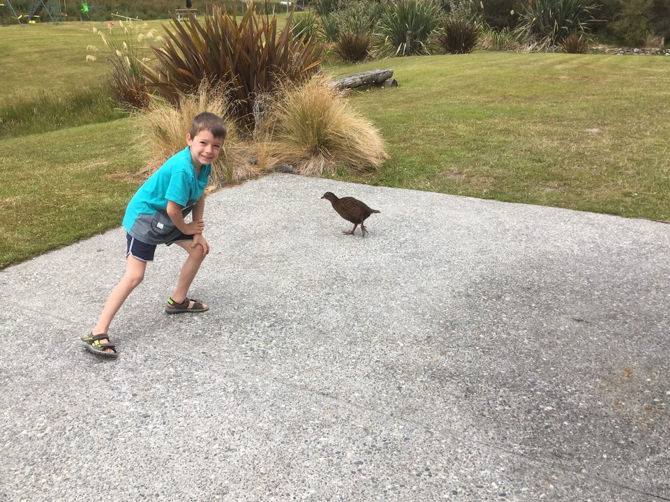 Neuseeland - Ruatapu - Wir treffen beim Eingang auf zwei Wekas.