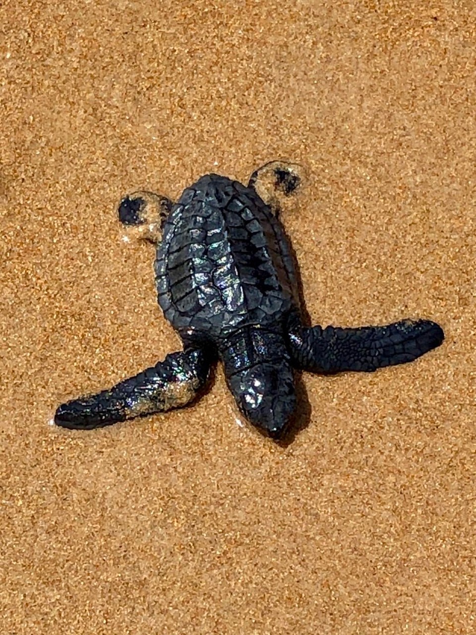 Brasilien - Salvador - Babyschildkröte ins Meer  gebracht
