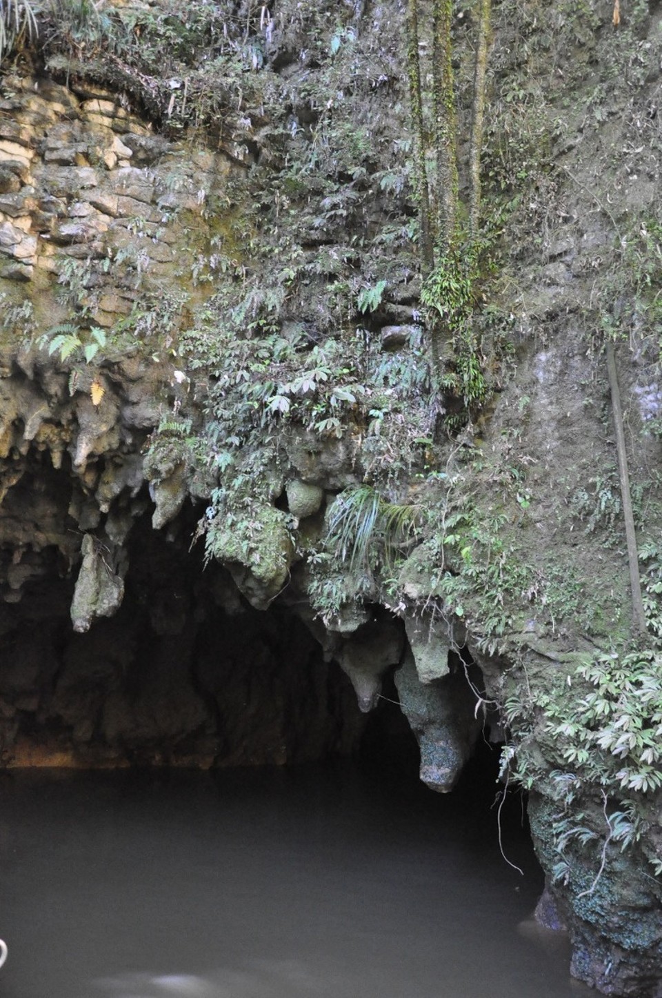Neuseeland - Waitomo-Distrikt - Glühwürmchen Höhle