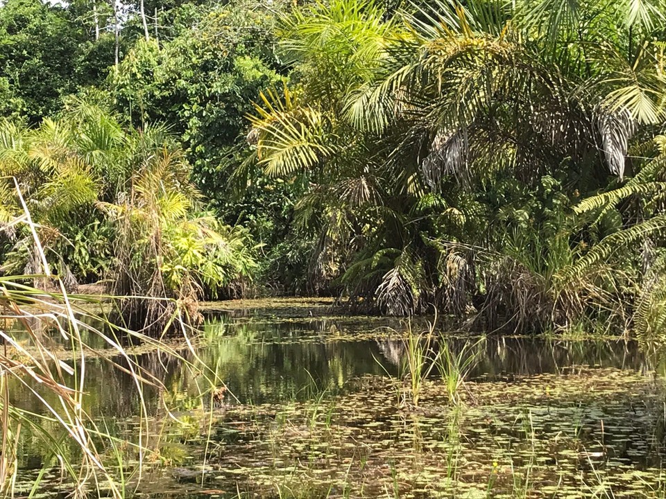 Costa Rica - San Carlos - 