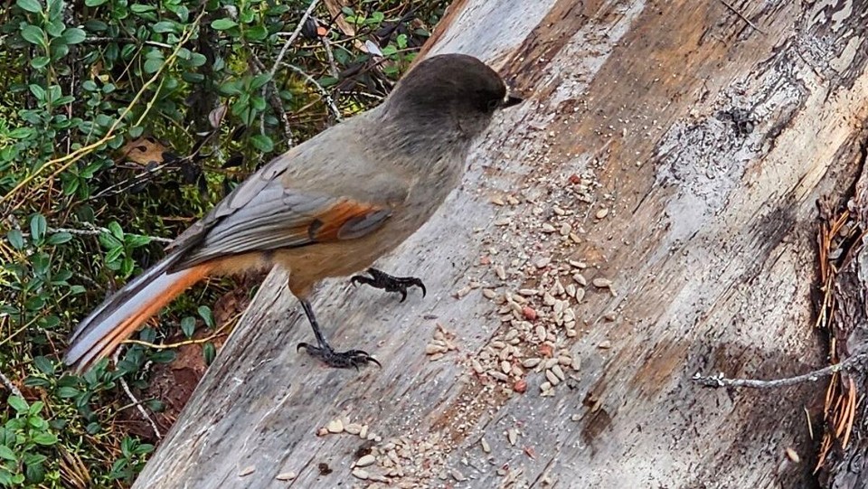 Finnland - Rukatunturi - Hübsche Vögel gibt es auch 