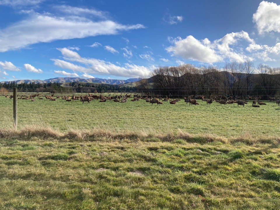 Neuseeland - Mount Peel - Die Rehe werden hier gezüchtet. Beim vorbeifahren ist es schon komisch, wenn einen alle Augen anschauen 😂