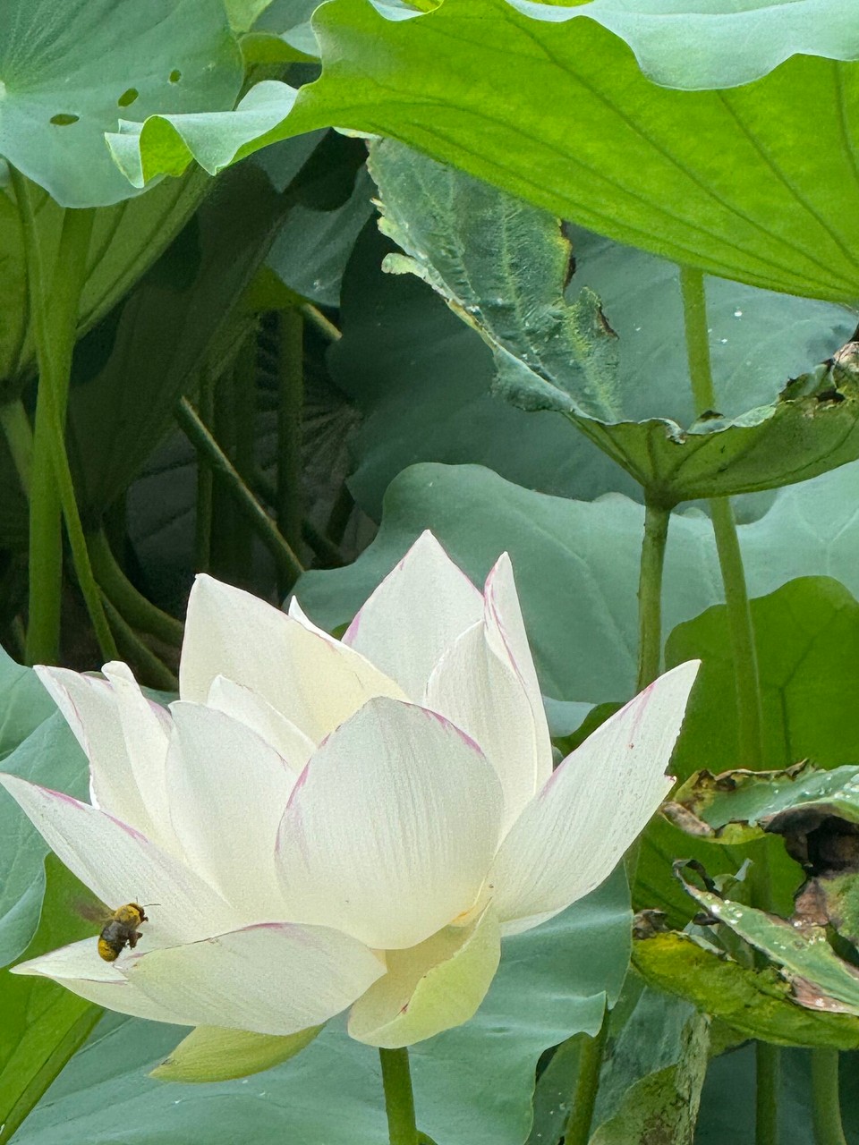 Japan - Kyoto -  Die arme 🐝 muss bei der Hitze arbeiten