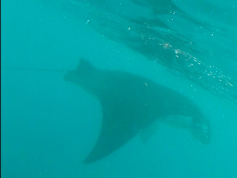 Indonesien -  - Manta Ray