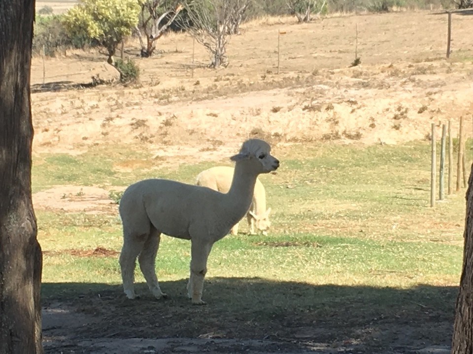 Südafrika - Cape Town - 