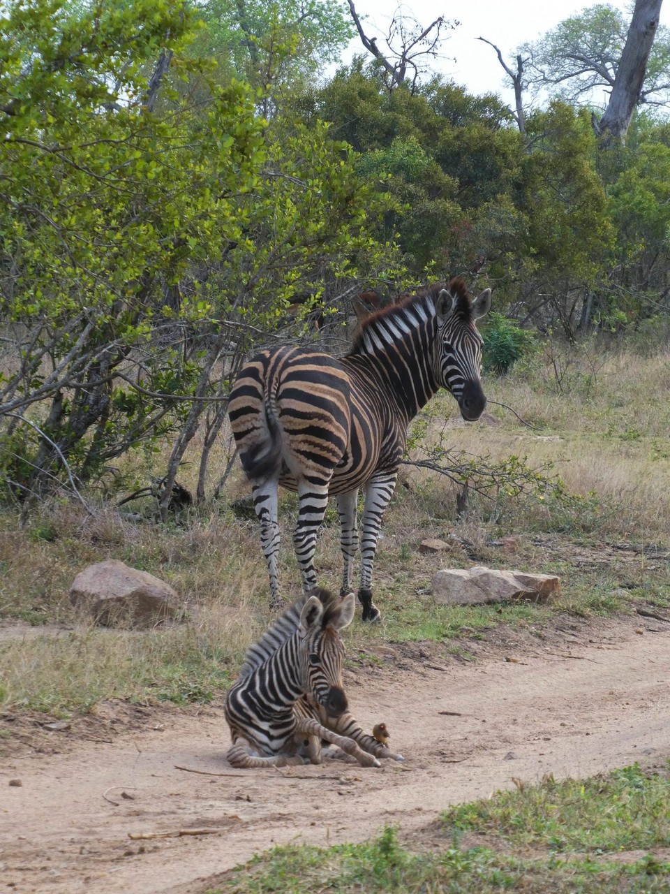 Südafrika - Kruger-Nationalpark - 