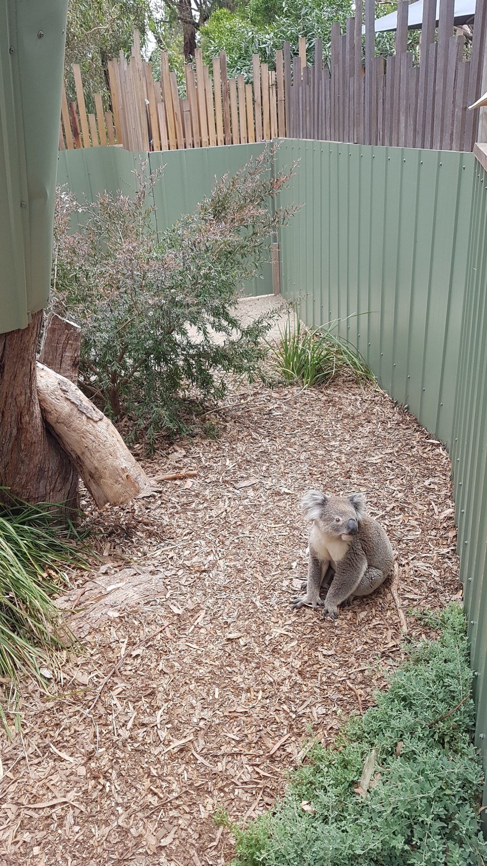 Australien - Phillip Island - G'day mate!