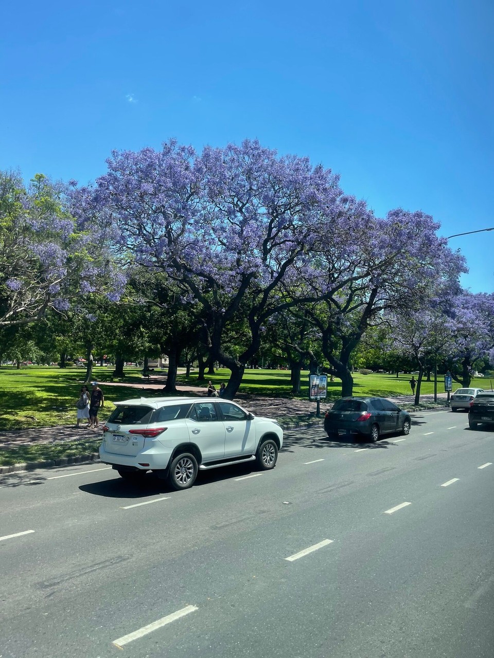 Argentinien - Buenos Aires - Blütenpracht