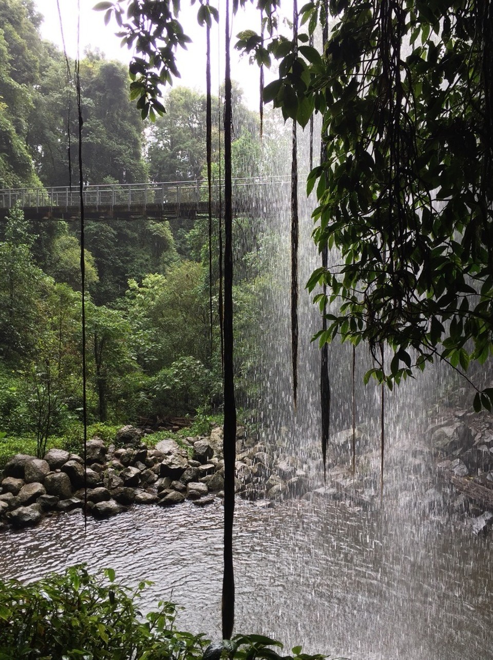  - Australia, Dorrigo Rainforest Centre - 
