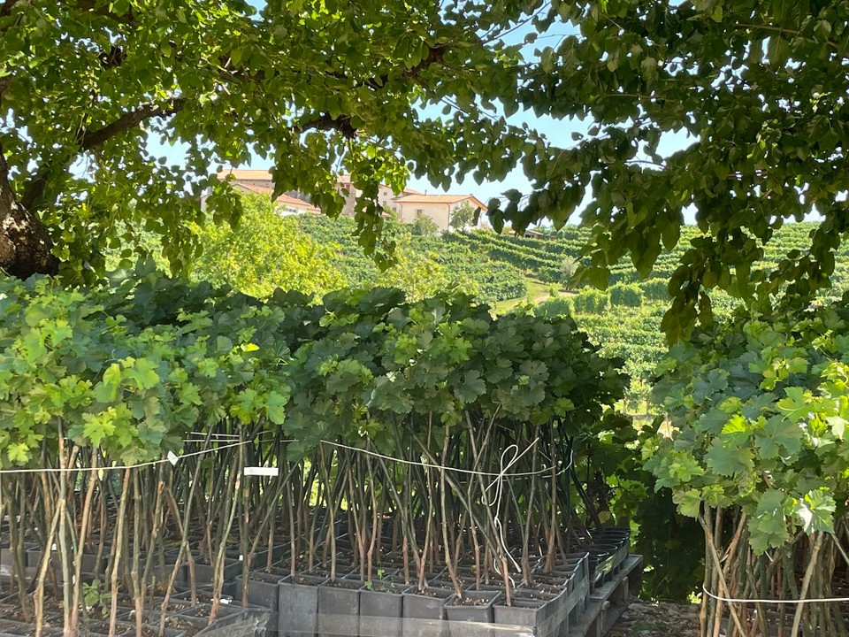 Italien - Cison di Valmarino - 