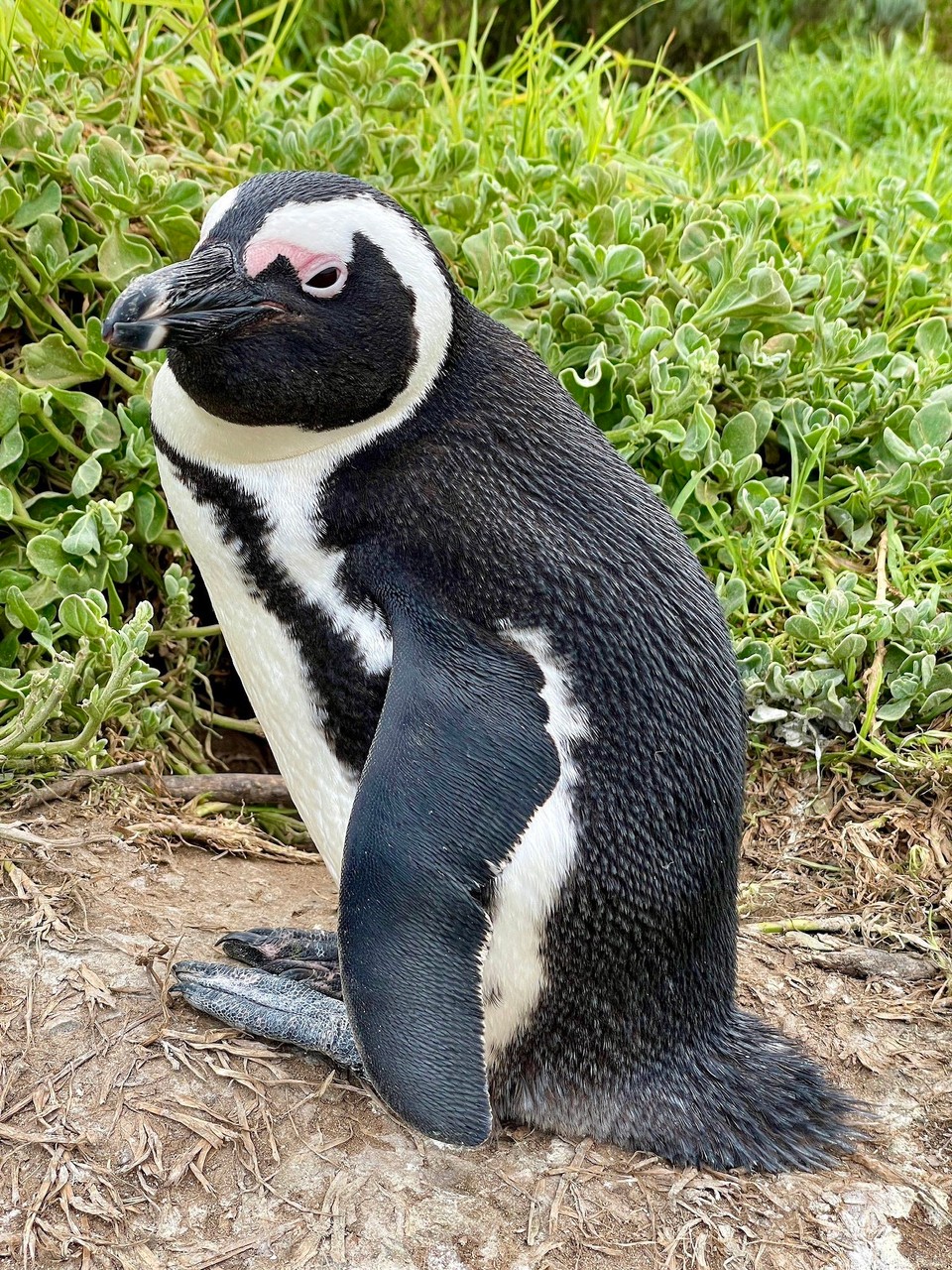Südafrika -  - 