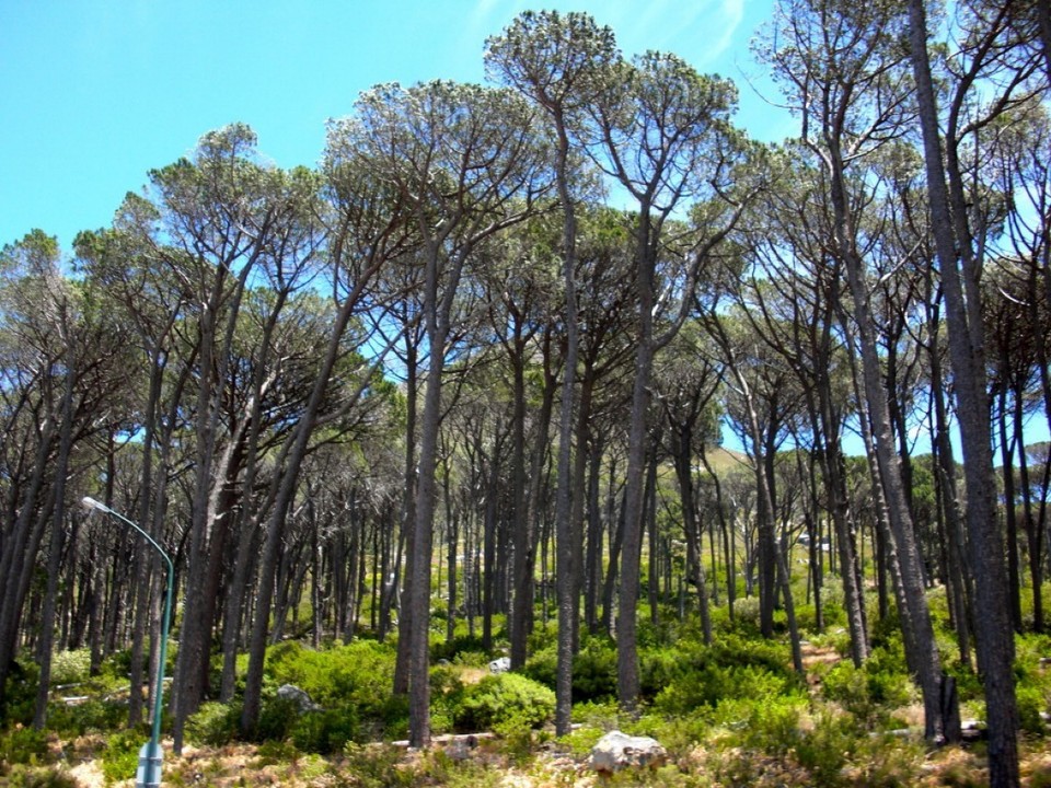 Südafrika - Kapstadt - 