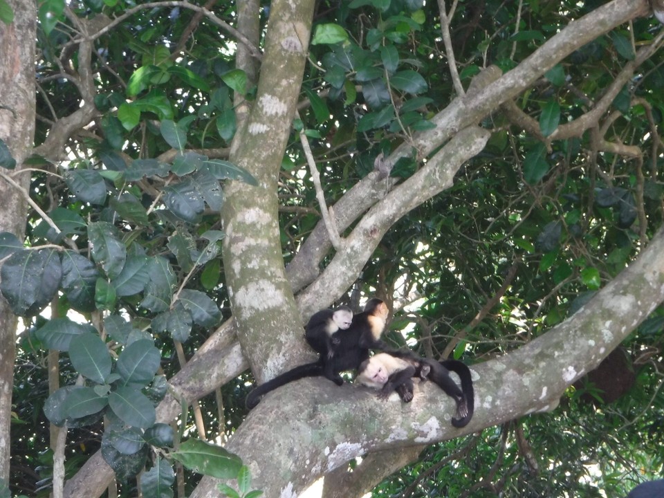 Costa Rica - Parrita - 