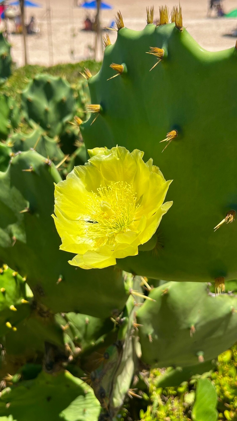 Brasilien - Salvador - 