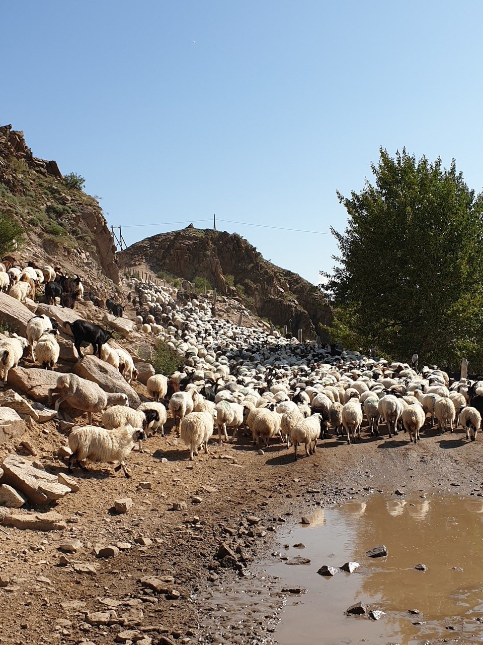 Mongolia - Khuvsgul Lake - Traffic jam