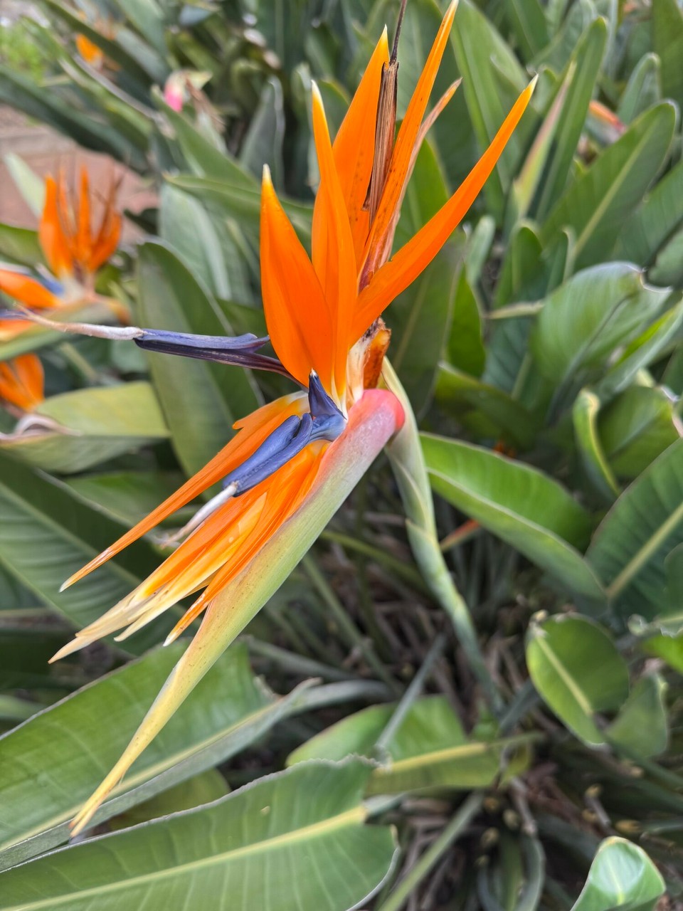 Spanien - San Sebastián de La Gomera - 