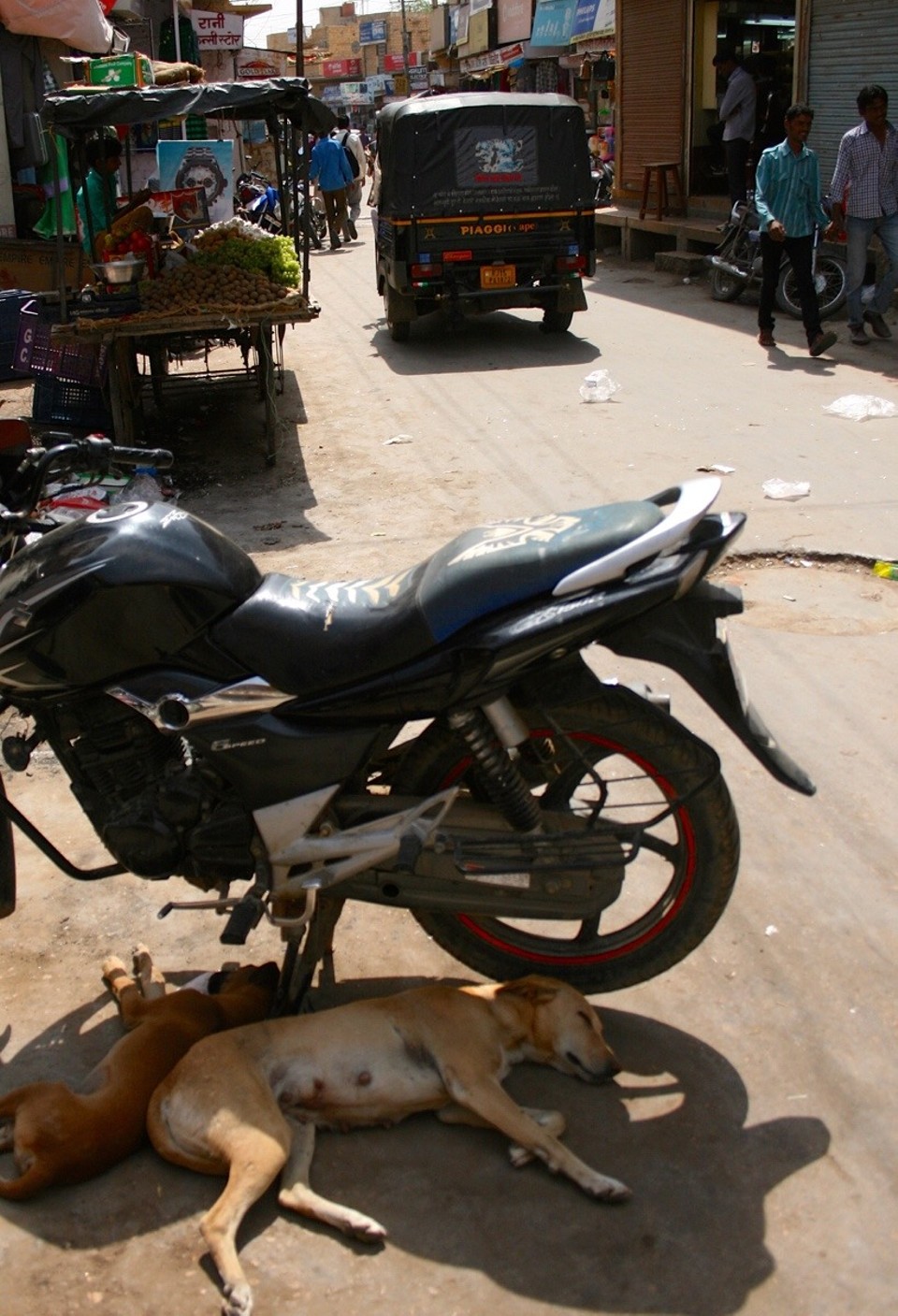 Jaisalmer - Jaisalmer - 