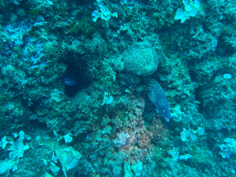 Italien - Capoliveri - Links wohnt Herr Conga, rechts Frau Muräne